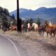 Wild horses, "Pipestone Pass" Montana